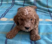 Teddy, a male Poodle - Toy  for sale in Mesa, AZ – 7 of 10