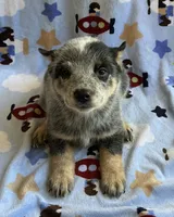 Buster , a male Australian Cattle Dog for sale in Mesa, AZ – 2 of 9