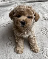 Louie, a male Poodle - Toy  for sale in Mesa, AZ – 6 of 10