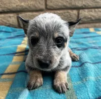 Nova , a female Australian Cattle Dog for sale in Mesa, AZ – 6 of 7
