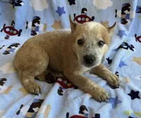 Sydney , a female Australian Cattle Dog for sale in Mesa, AZ – 7 of 10
