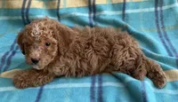 Teddy, a male Poodle - Toy  for sale in Mesa, AZ – 10 of 10