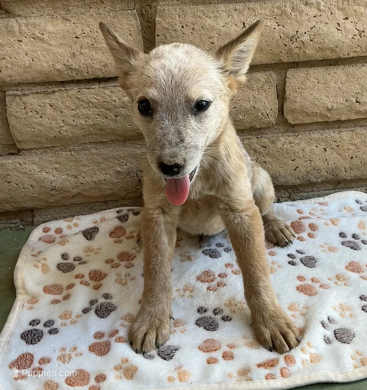 Buddy  – Australian Cattle Dog puppy for sale in Mesa, AZ