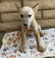 Buddy , a male Australian Cattle Dog for sale in Mesa, AZ – 1 of 5