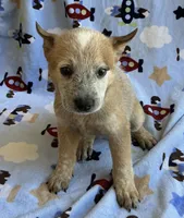 Sydney , a female Australian Cattle Dog for sale in Mesa, AZ – 5 of 10