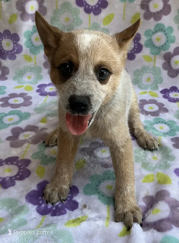 Cooper  – Australian Cattle Dog puppy for sale in Mesa, AZ