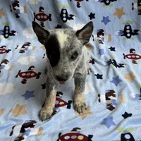 Blue , a male Australian Cattle Dog for sale in Mesa, AZ – Photo 2 of 8