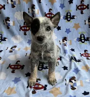 Blue , a male Australian Cattle Dog for sale in Mesa, AZ – Photo 1 of 8