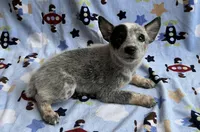 Blue , a male Australian Cattle Dog for sale in Mesa, AZ – Photo 6 of 8