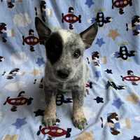 Blue , a male Australian Cattle Dog for sale in Mesa, AZ – Photo 7 of 8