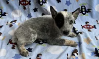 Blue , a male Australian Cattle Dog for sale in Mesa, AZ – Photo 4 of 8