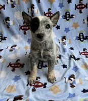 Blue , a male Australian Cattle Dog for sale in Mesa, AZ – Photo 3 of 8