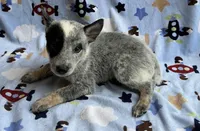 Blue , a male Australian Cattle Dog for sale in Mesa, AZ – Photo 5 of 8
