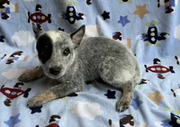 Blue , a male Australian Cattle Dog for sale in Mesa, AZ – Photo 8 of 8