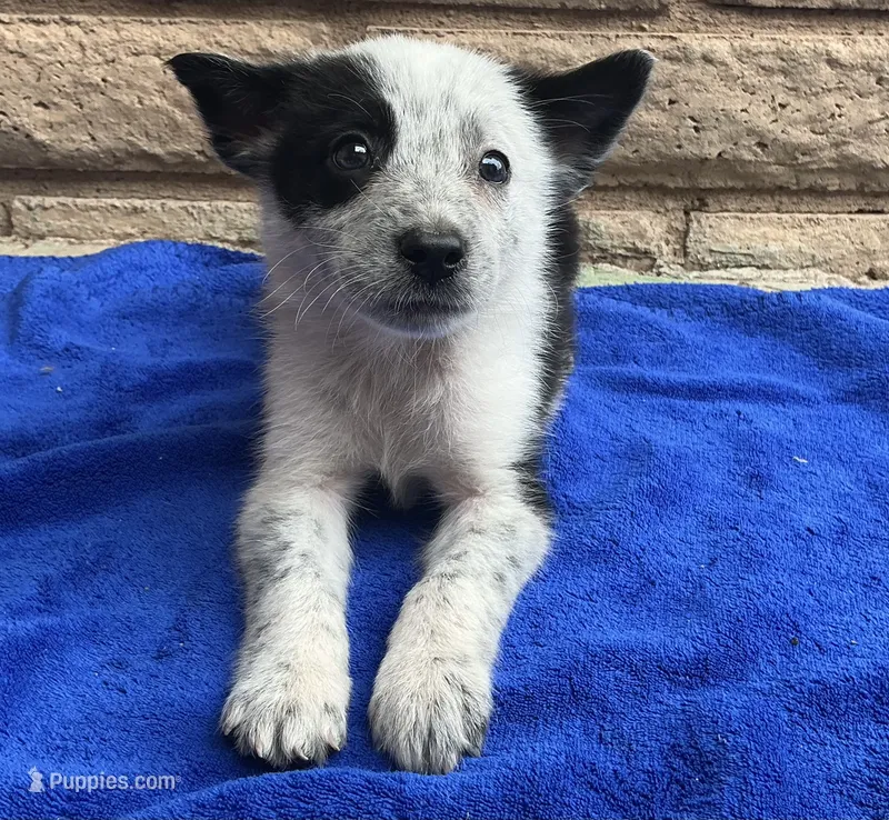 Dash – Australian Cattle Dog, Border Collie puppy for sale in Mesa, AZ