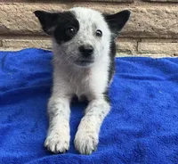 Dash, a male Australian Cattle Dog and Border Collie for sale in Mesa, AZ – 1 of 9
