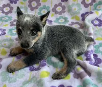 Bluey, a female Australian Cattle Dog for sale in Mesa, AZ – 10 of 10