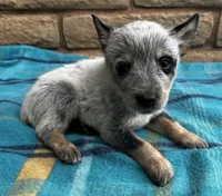 Nova , a female Australian Cattle Dog for sale in Mesa, AZ – 2 of 7
