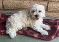 Gizmo , a male Maltese and Poodle - Toy  for sale in Mesa, AZ – 6 of 10