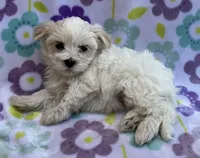Annie , a female Maltese and Poodle - Toy  for sale in Mesa, AZ – 7 of 10