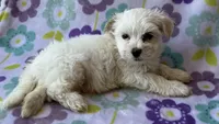 Benji , a male Maltese and Poodle - Toy  for sale in Mesa, AZ – 5 of 10