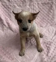 Autumn , a female Australian Cattle Dog for sale in Mesa, AZ – Photo 5 of 5