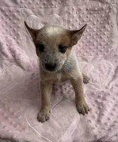 Autumn , a female Australian Cattle Dog for sale in Mesa, AZ – Photo 4 of 5