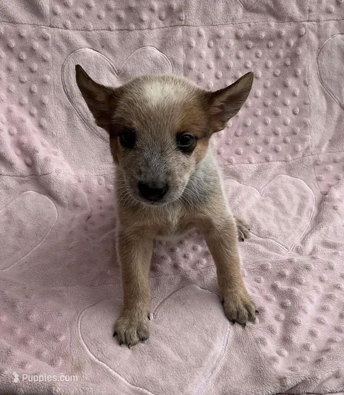 Autumn  – Australian Cattle Dog puppy for sale in Mesa, AZ