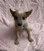 Autumn , a female Australian Cattle Dog for sale in Mesa, AZ – Photo 1 of 5