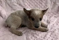 Autumn , a female Australian Cattle Dog for sale in Mesa, AZ – Photo 2 of 5