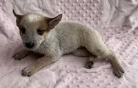 Autumn , a female Australian Cattle Dog for sale in Mesa, AZ – Photo 3 of 5