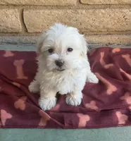 Mochi , a female Maltese and Poodle - Toy  for sale in Mesa, AZ – 3 of 9