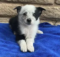 Max, a male Australian Cattle Dog and Border Collie for sale in Mesa, AZ – 4 of 10