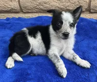 Luna , a female Australian Cattle Dog and Border Collie for sale in Mesa, AZ – 9 of 10