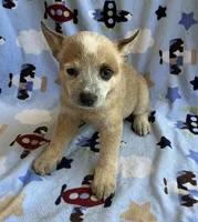Daisy , a female Australian Cattle Dog for sale in Mesa, AZ – 8 of 9