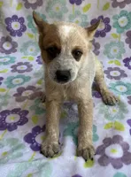 Cooper , a female Australian Cattle Dog for sale in Mesa, AZ – 2 of 10