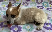 Blaze , a female Australian Cattle Dog for sale in Mesa, AZ – 5 of 9
