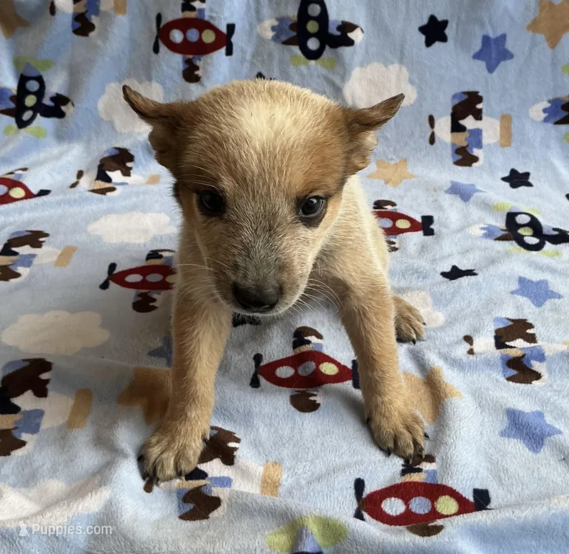 Blaze  – Australian Cattle Dog puppy for sale in Mesa, AZ