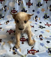 Blaze , a male Australian Cattle Dog for sale in Mesa, AZ – Photo 3 of 8