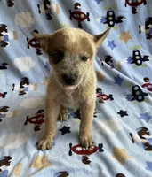 Blaze , a male Australian Cattle Dog for sale in Mesa, AZ – Photo 2 of 8