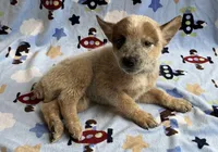 Blaze , a male Australian Cattle Dog for sale in Mesa, AZ – Photo 8 of 8