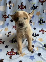 Blaze , a male Australian Cattle Dog for sale in Mesa, AZ – Photo 4 of 8