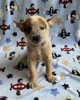 Blaze , a male Australian Cattle Dog for sale in Mesa, AZ – Photo 6 of 8