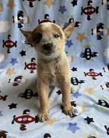 Blaze , a male Australian Cattle Dog for sale in Mesa, AZ – Photo 5 of 8