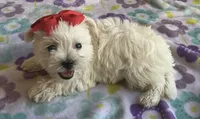 Gracie , a female Miniature Schnauzer and Maltese for sale in Mesa, AZ – 10 of 10