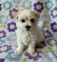 Annie , a female Maltese and Poodle - Toy  for sale in Mesa, AZ – 9 of 10