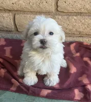 Mochi , a female Maltese and Poodle - Toy  for sale in Mesa, AZ – 5 of 9