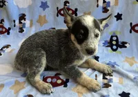 Sky , a female Australian Cattle Dog for sale in Mesa, AZ – 3 of 10