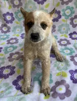 Cooper , a female Australian Cattle Dog for sale in Mesa, AZ – 4 of 10