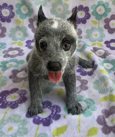 River, a female Australian Cattle Dog for sale in Mesa, AZ – 8 of 10